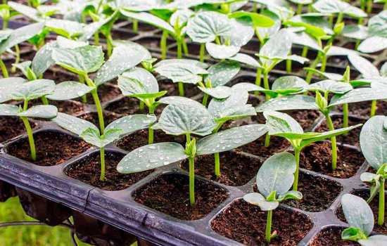 Как правильно выращивать огурцы в открытом грунте и теплице
