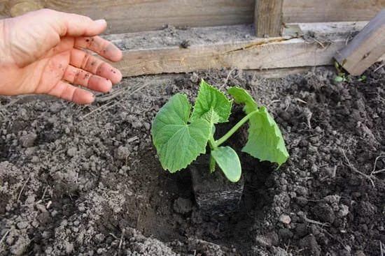 Как правильно выращивать огурцы в открытом грунте и теплице