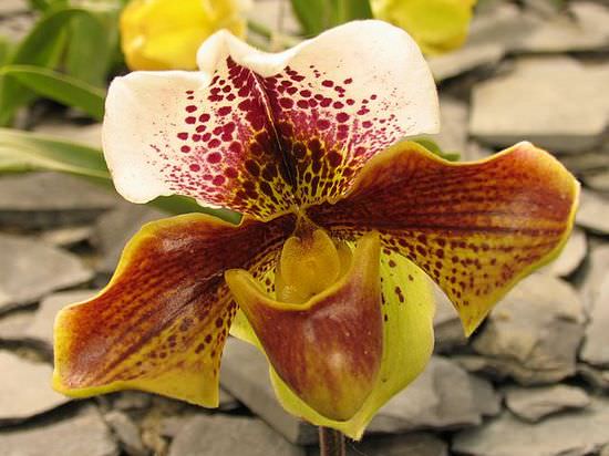 Секреты выращивания изящной орхидеи в домашних условиях