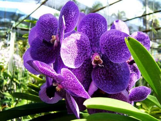 Секреты выращивания изящной орхидеи в домашних условиях