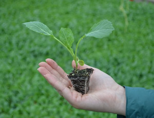 Когда сажать капусту на рассаду в 2018 году: точные даты и рекомендации