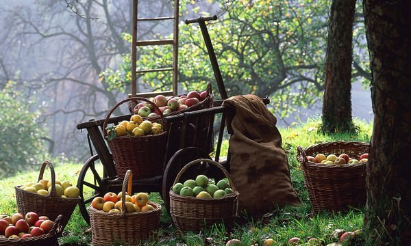 Лунный календарь на 2019 год для садовода и огородника Урала: сроки посадки и посева