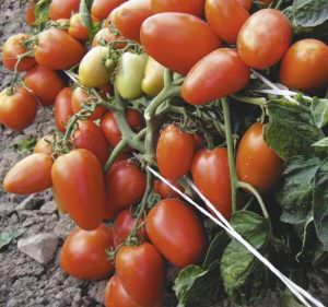 Универсальный томат: Новичок розовый и красный