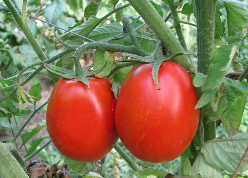 Универсальный томат: Новичок розовый и красный