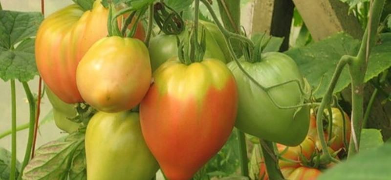 Сорт томатов Орлиный клюв: описание, выращивание, отзывы дачников