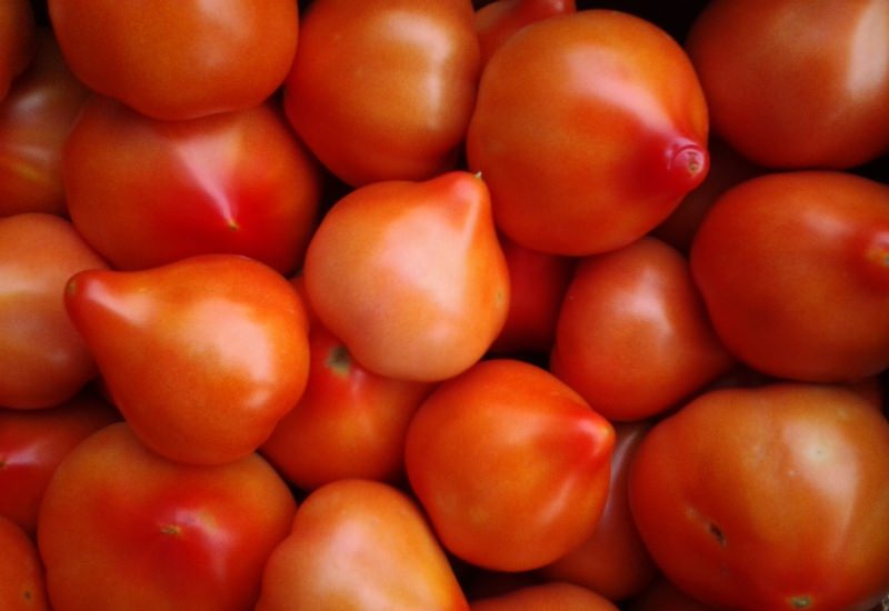 Сорт помидоров Примадонна: описание, правила выращивания