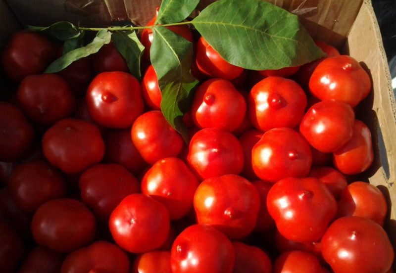Сорт помидоров Примадонна: описание, правила выращивания