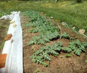 Правила выращивания арбузов в Сибири