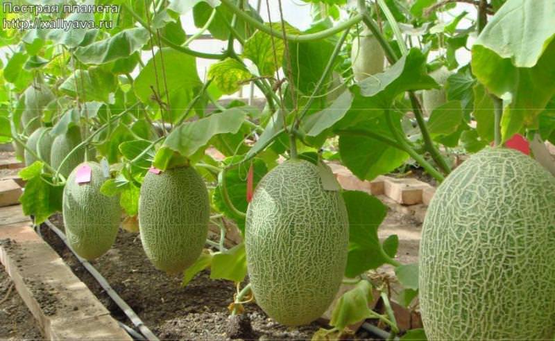 Правила выращивания арбузов и дынь в теплице