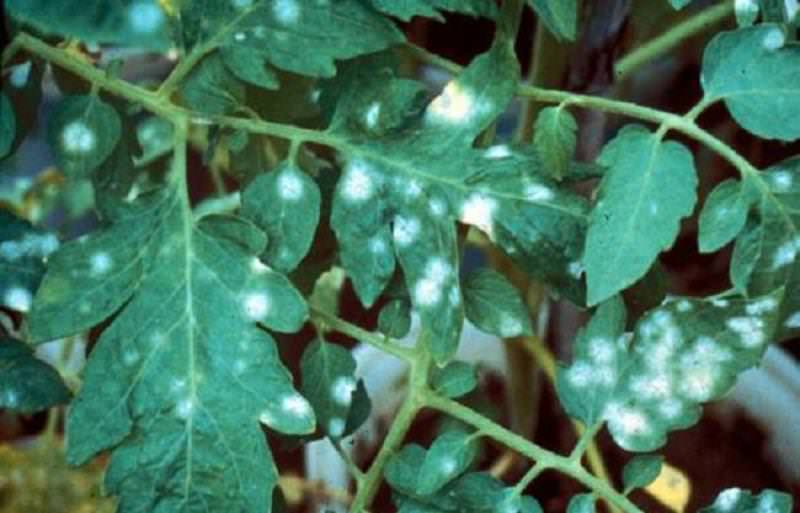 Причины появления белых пятен на листьях томатов