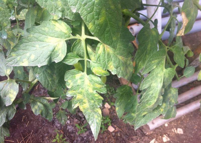 Причины появления белых пятен на листьях и стеблях помидоров