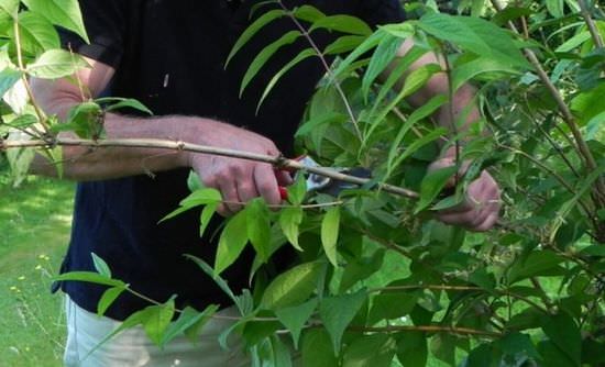Великолепная дейция: как правильно вырастить восточную красавицу у себя в саду
