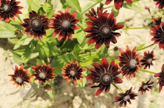 Рудбекия: видовое разнообразие цветка и правила агротехники