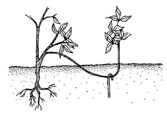 Выращивание смородины: особенности посадки и секреты правильного ухода