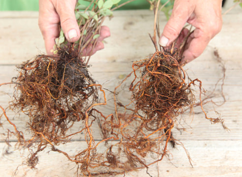 Выращивание спиреи в открытом грунте: выбор сорта, посадка и уход