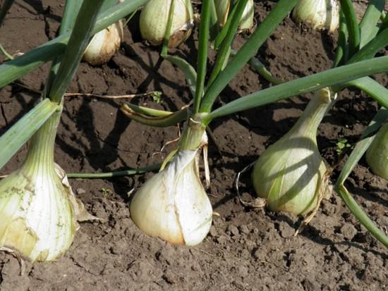 Выращивание лука: особенности полива и других мероприятий по посадке и уходу