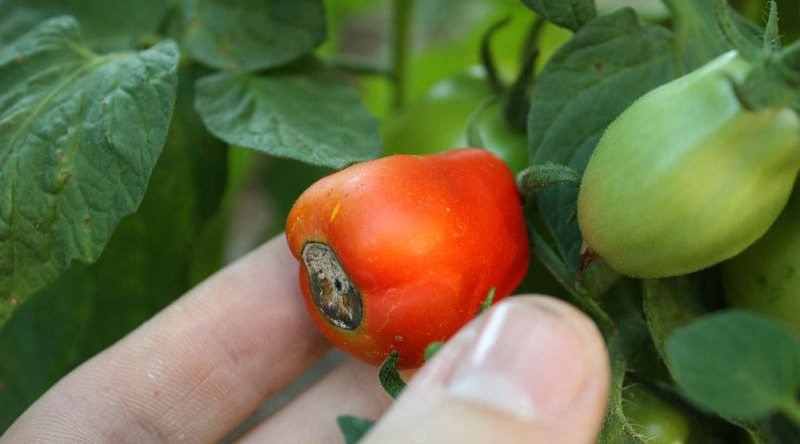 Почему чернеют плоды помидоров: описание причин