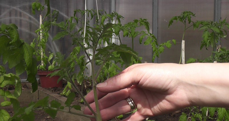 Правила формирования куста томатов в теплице