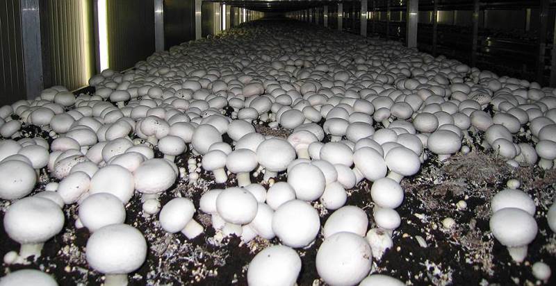 Самостоятельное выращивание грибов как бизнес-идея