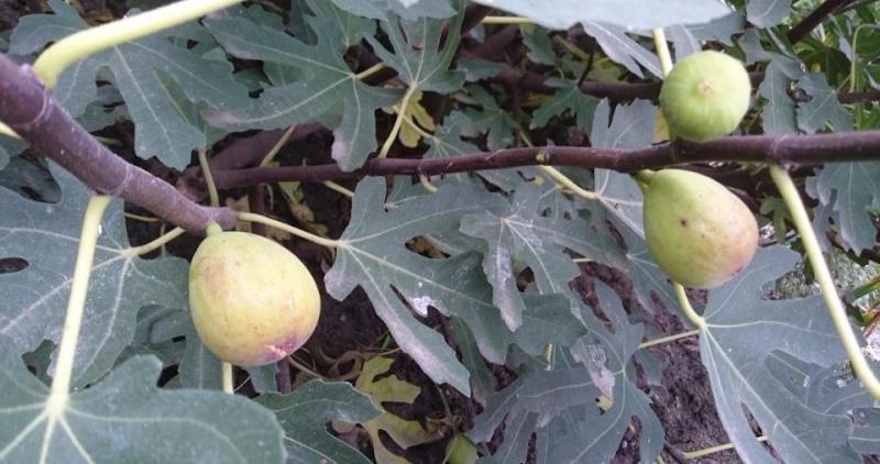 Посадка и выращивание инжира в открытом грунте на Украине