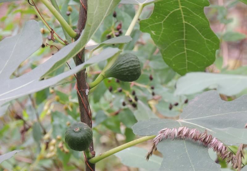 Посадка и выращивание инжира в открытом грунте на Украине
