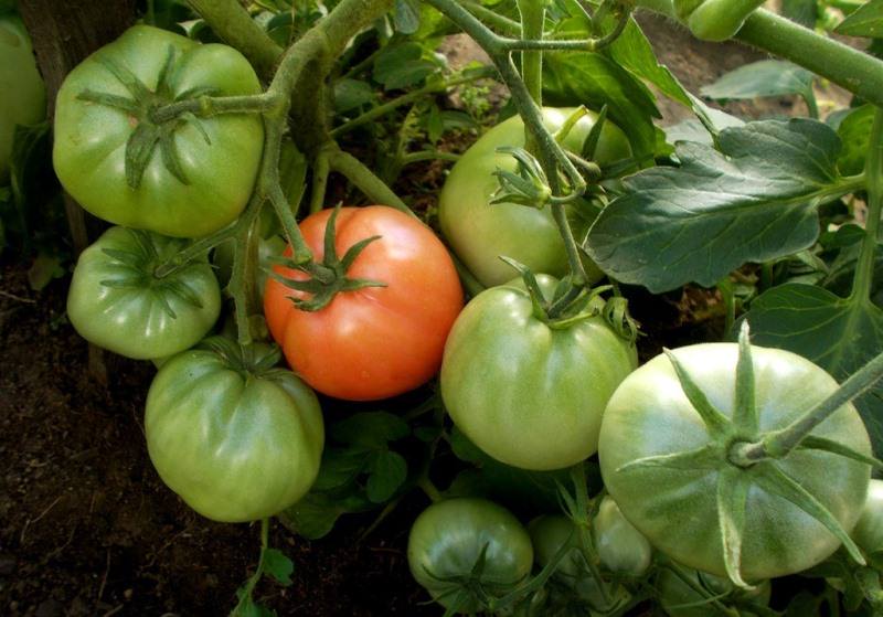 Особенности выращивания томата Клуша