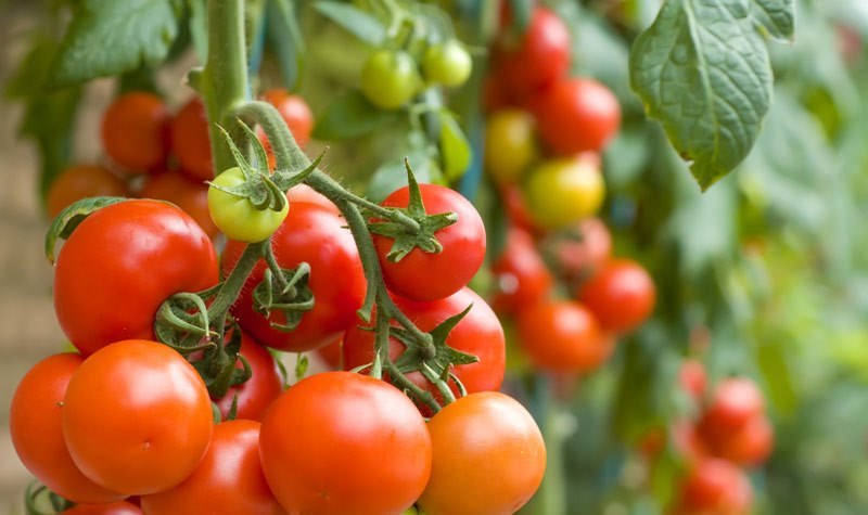 Особенности выращивания томата Клуша