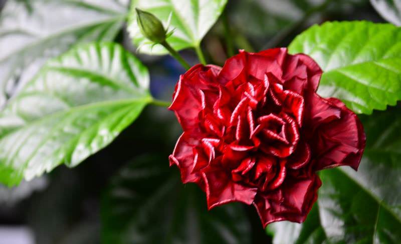 Нежная и эффектная комнатная роза: выращивание и уход