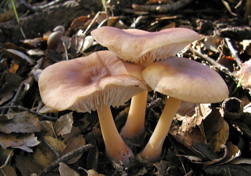 Виды, описание и особенности коричневых грибов