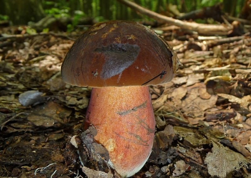 Виды, описание и особенности коричневых грибов