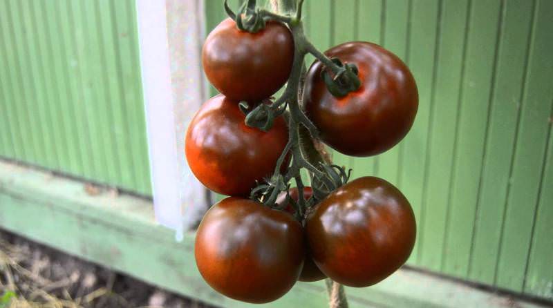 Характеристика черноплодных помидоров сорта Кумато