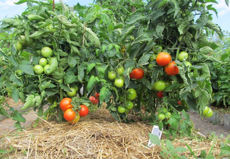 Мульчирование при выращивании томатов в теплице