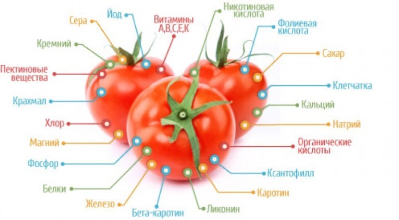 Польза и вред помидоров для организма человека