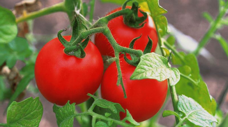 Лучшие сорта томатов: советы по выбору для выращивания
