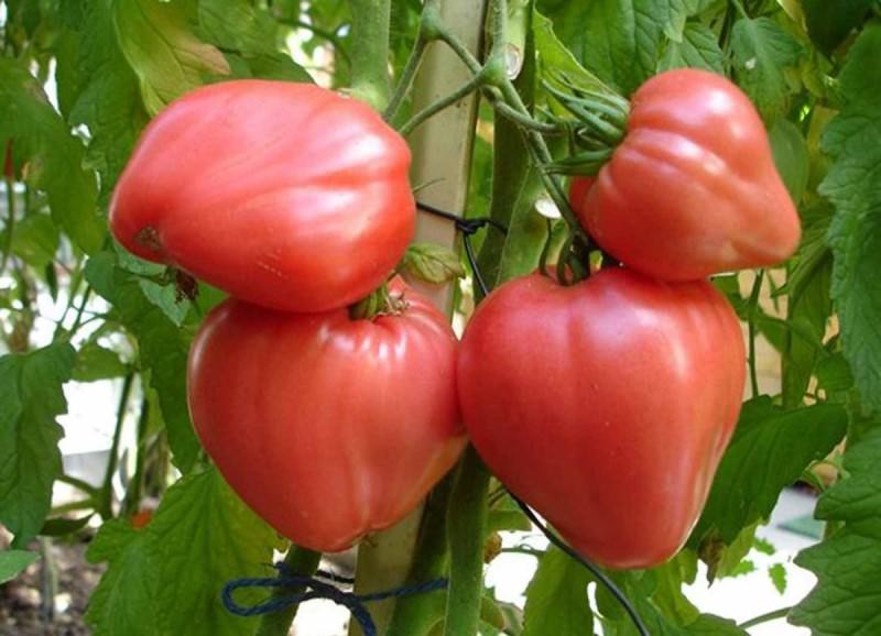 Лучшие сорта томатов: советы по выбору для выращивания