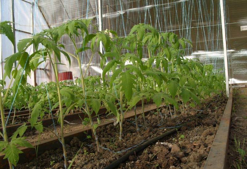 Pěstování rajčat na Uralu ve skleníku: jak se vysazují rajčata a jakou péči potřebují, jaký je výnos?