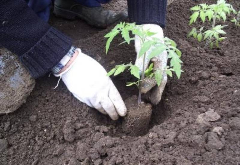 Особенности высадки помидоров в теплицу на Урале