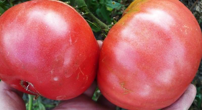 Сорт помидоров Розовый: описание и характеристика разновидностей