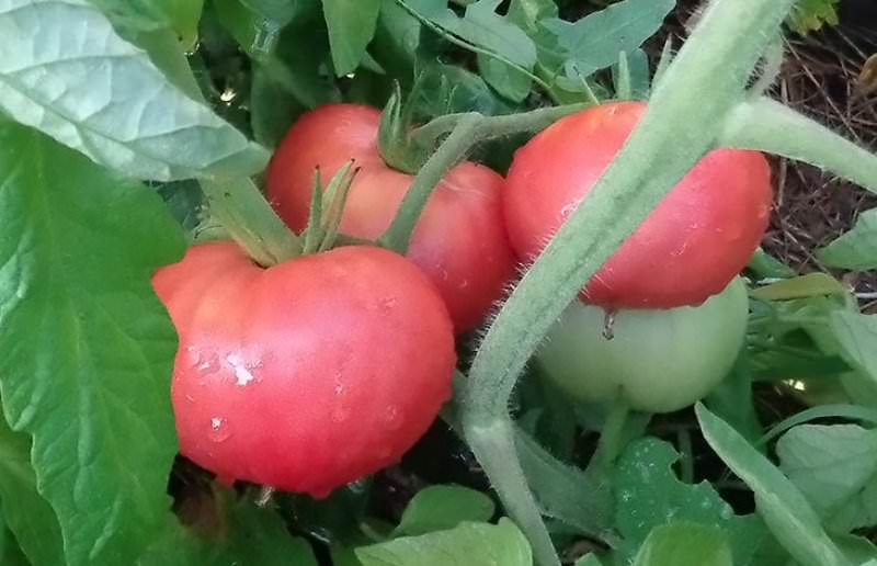 Сорт помидоров Розовый: описание и характеристика разновидностей