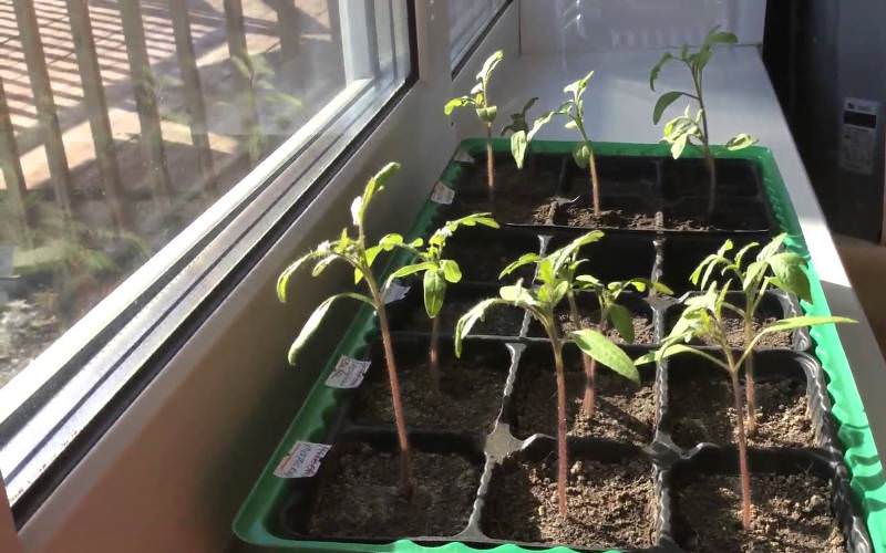 Как спасти рассаду помидоров от увядания: эффективные меры