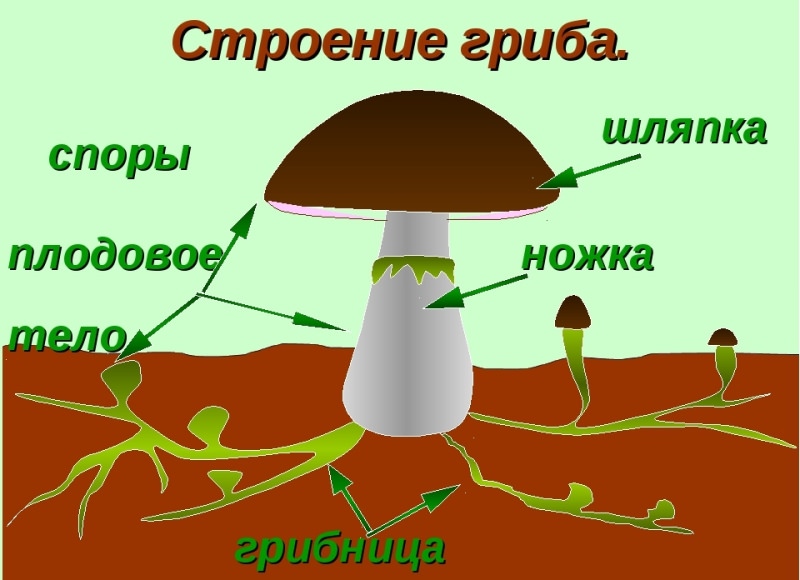 Мицелий и споры грибов: описание и назначение