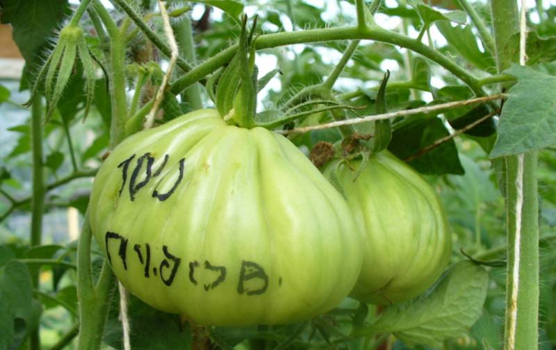 Характеристика и описание сорта томатов Сто пудов