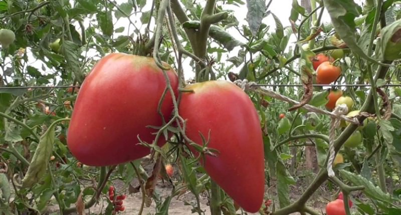 Характеристика и описание сорта томатов Чудо земли