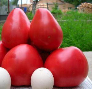 Характеристика и описание сорта томатов Чудо земли