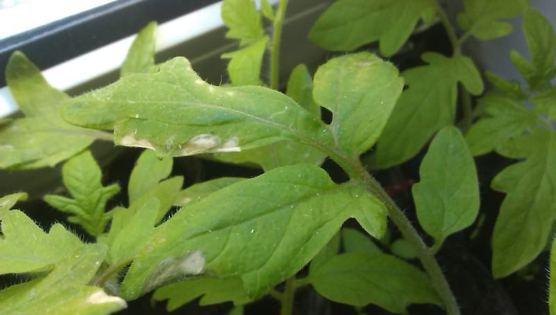Причины и профилактика появления пятен на листьях помидоров