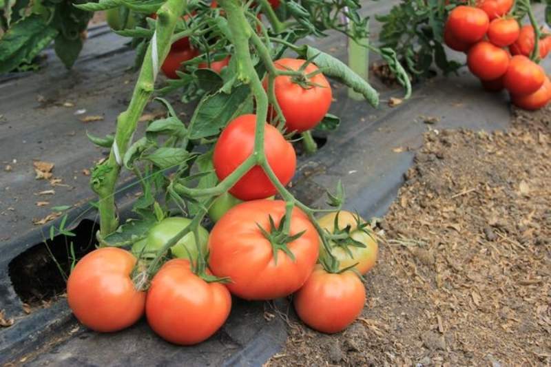 Обзор самых урожайных томатов и отзывы аграриев