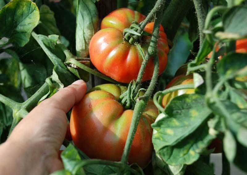 Обзор самых урожайных томатов и отзывы аграриев