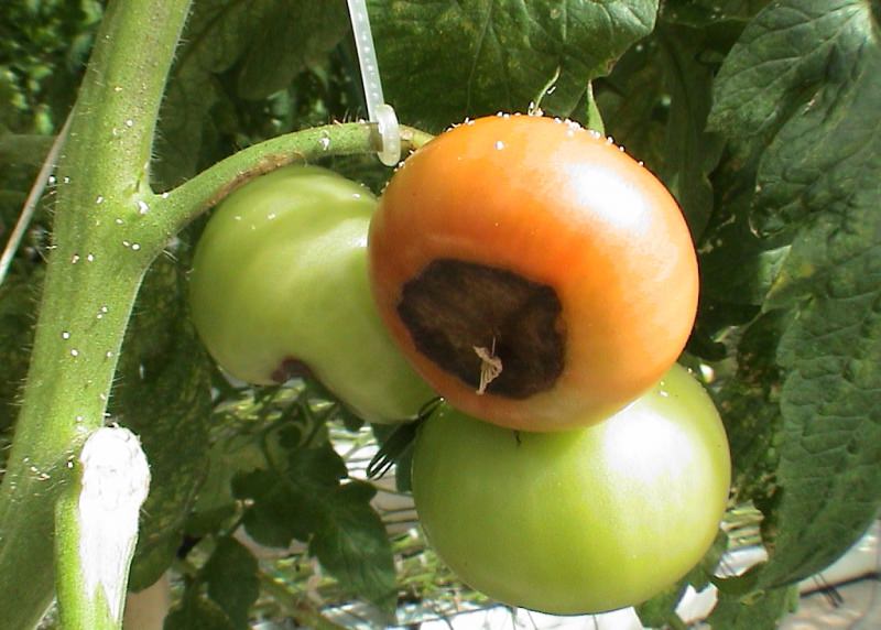 Вершинная гниль помидоров: причины возникновения и лечение