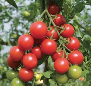 Особенности и разновидности томата Красная Вишня