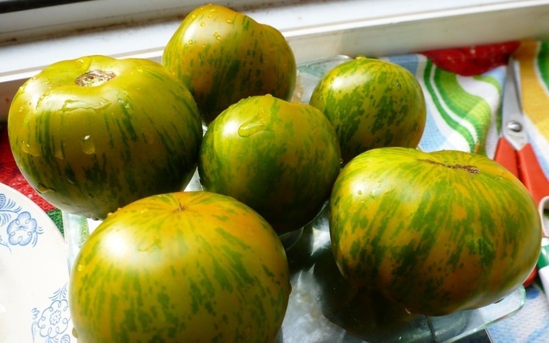 Правила организации хранения зеленых помидоров